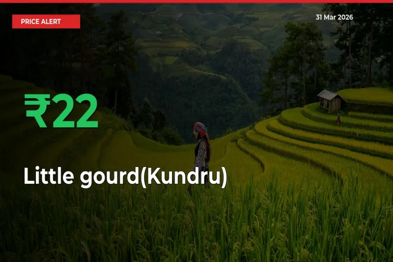 Big Rally! Little gourd(Kundru) Climbs 21.53% in 24 Hours at Top Mandis