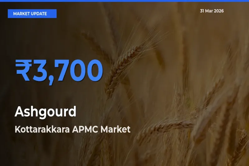 Kottarakkara APMC Tops Ashgourd Mandi Rates Today