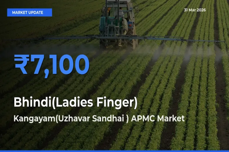 Farmers Prefer Kangayam(Uzhavar Sandhai ) APMC as Bhindi(Ladies Finger) Hits Highest Rate