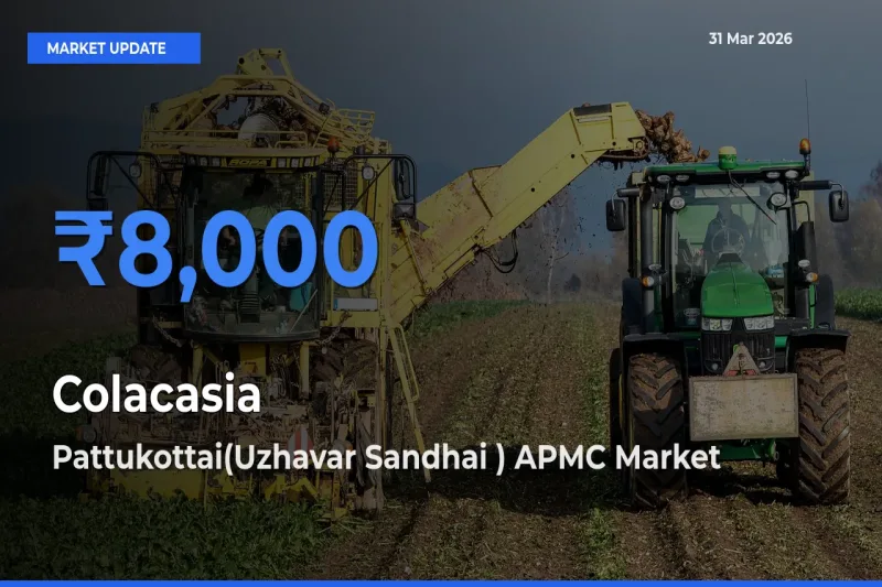 Pattukottai(Uzhavar Sandhai ) APMC Tops Colacasia Rates – March 31 Market Update