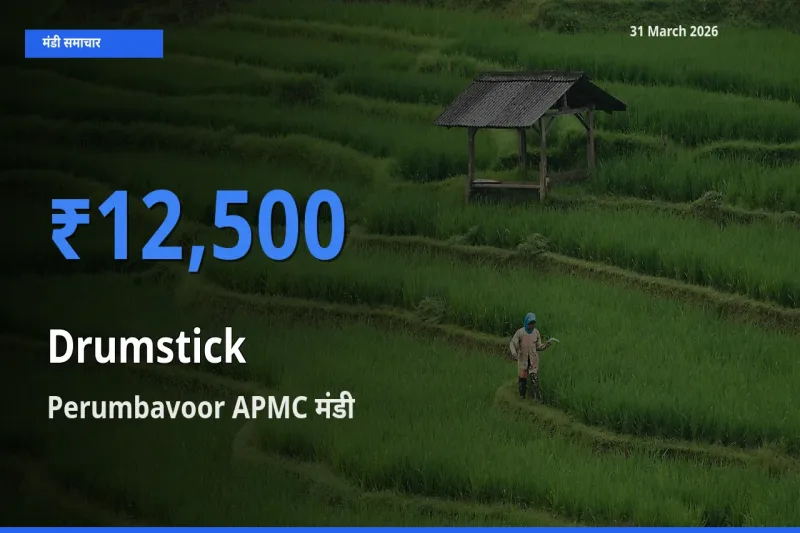 Perumbavoor APMC में सहजन (मुनगा) का आज सबसे ऊँचा भाव