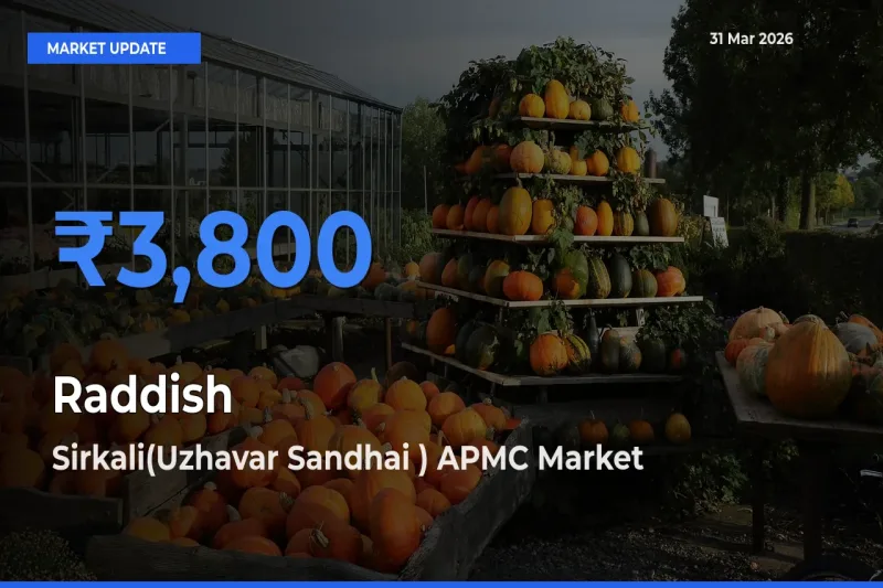 Sirkali(Uzhavar Sandhai ) APMC Tops Raddish Rates – March 31 Market Update