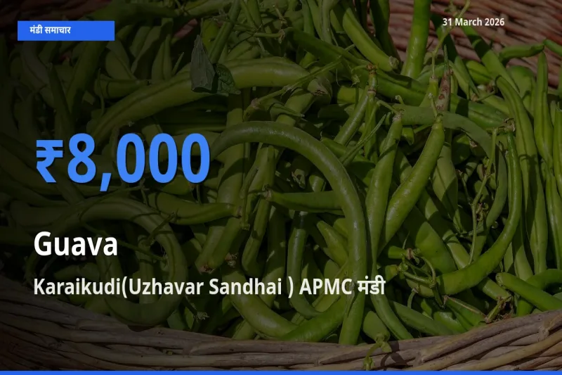 बाज़ार संकेत: Karaikudi(Uzhavar Sandhai ) APMC बना अमरूद के लिए आज की टॉप मंडी