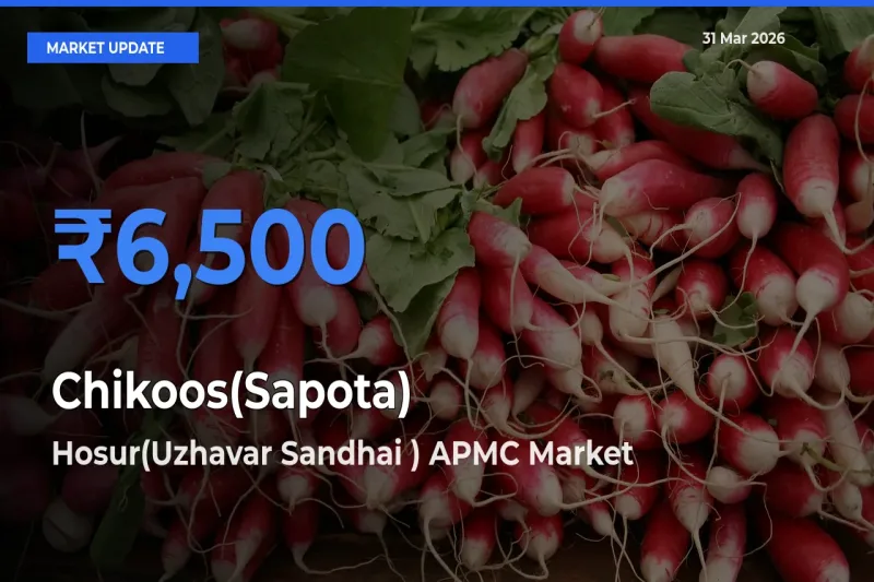 Hosur(Uzhavar Sandhai ) APMC Emerges as Top Mandi for Chikoos(Sapota) Prices Today