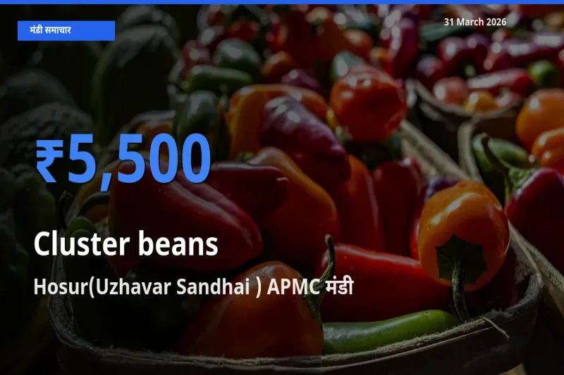 31 March अपडेट: ग्वार फली के सबसे ऊँचे दाम Hosur(Uzhavar Sandhai ) APMC मंडी में