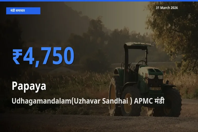 Udhagamandalam(Uzhavar Sandhai ) APMC में पपीता का आज सबसे ऊँचा भाव