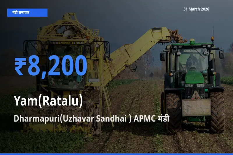 Dharmapuri(Uzhavar Sandhai ) APMC मंडी में आज रतालू (रतलू) के सबसे ऊँचे दाम दर्ज