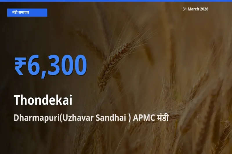 आज कुंदरू के सबसे ज़्यादा दाम Dharmapuri(Uzhavar Sandhai ) APMC मंडी में दर्ज