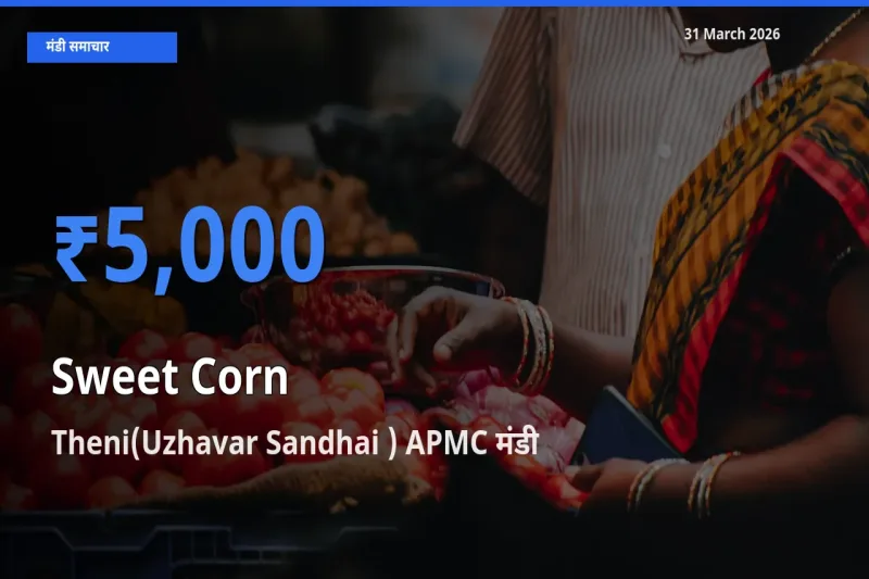 टॉप मंडी बना Theni(Uzhavar Sandhai ) APMC! स्वीट कॉर्न के सबसे ऊँचे दाम यहीं दर्ज