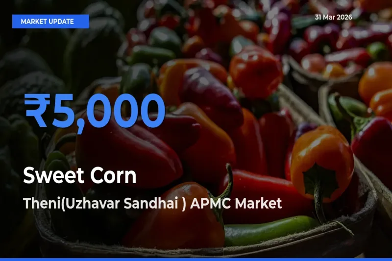 Theni(Uzhavar Sandhai ) APMC Tops Sweet Corn  Mandi Rates Today