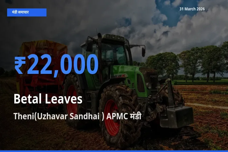 बाज़ार संकेत: Theni(Uzhavar Sandhai ) APMC बना पान के पत्ते के लिए आज की टॉप मंडी