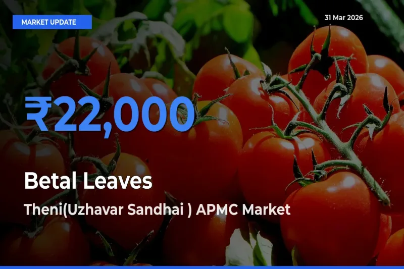 Market Watch: Theni(Uzhavar Sandhai ) APMC Becomes Top Mandi for Betal Leaves