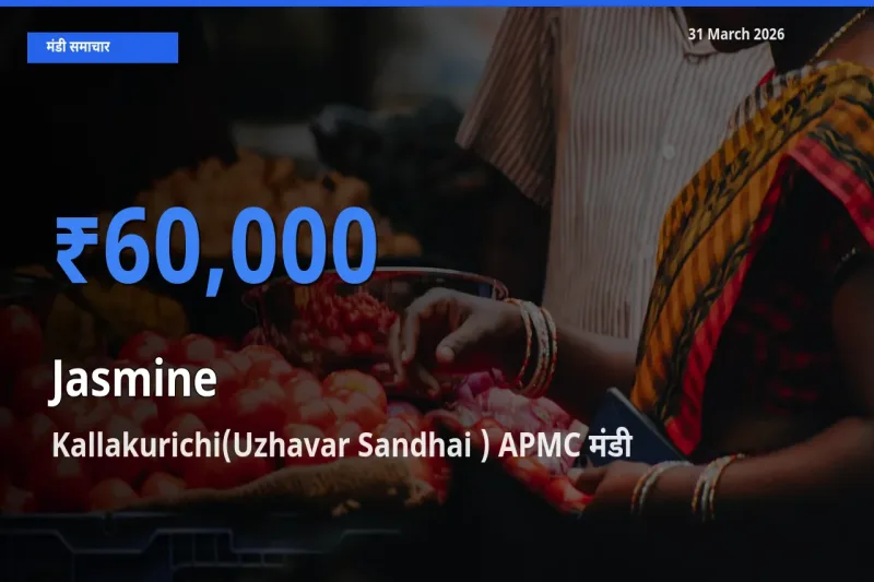 31 March अपडेट: चमेली के सबसे ऊँचे दाम Kallakurichi(Uzhavar Sandhai ) APMC मंडी में