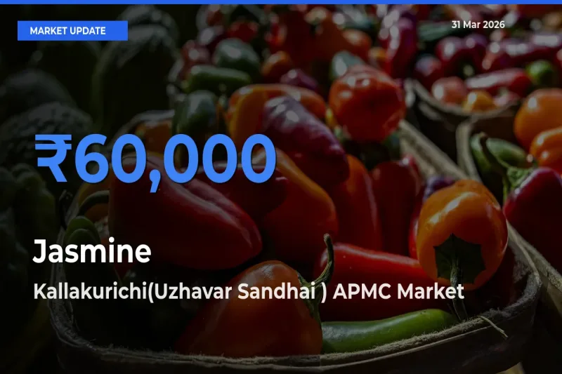 Jasmine Mandi Rate Today: Kallakurichi(Uzhavar Sandhai ) APMC Tops the List