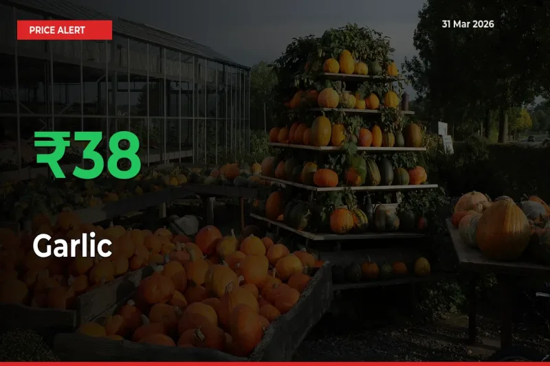 Why Garlic Prices Rose 37.56% in a Day at Mandis