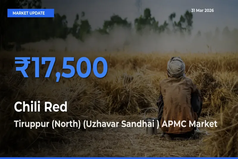 Top Performer! Tiruppur (North) (Uzhavar Sandhai ) APMC Offers Best Chili Red Price Today