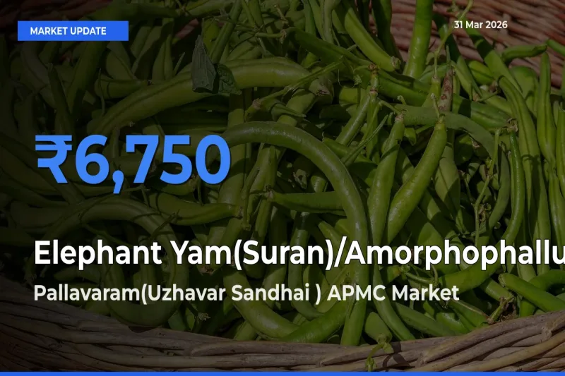 Pallavaram(Uzhavar Sandhai ) APMC Offers ₹6,750 – Highest Elephant Yam(Suran)/Amorphophallus Rate Today