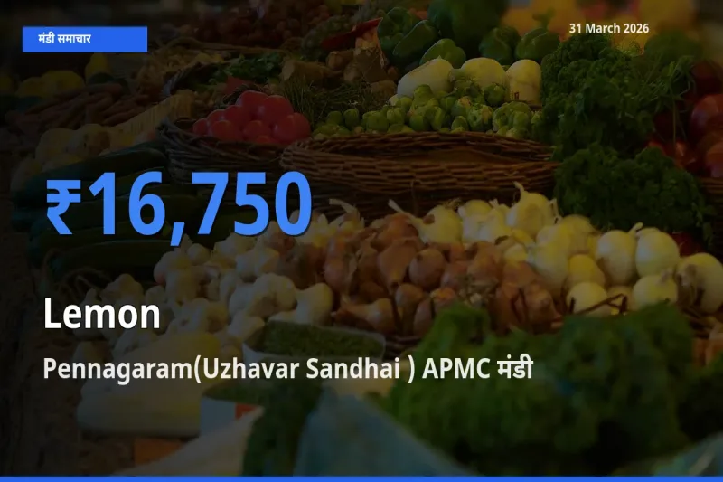 आज नींबू के सबसे ऊँचे दाम ₹16,750 Pennagaram(Uzhavar Sandhai ) APMC मंडी में