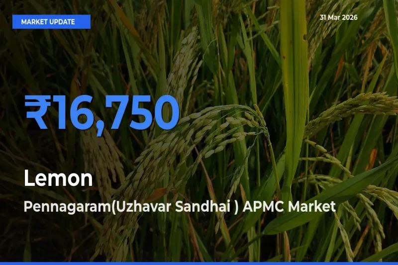 Market Watch: Pennagaram(Uzhavar Sandhai ) APMC Becomes Top Mandi for Lemon