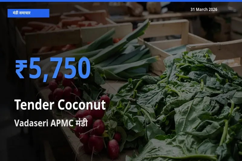 आज कच्चा नारियल के सबसे ऊँचे दाम ₹5,750 Vadaseri APMC मंडी में