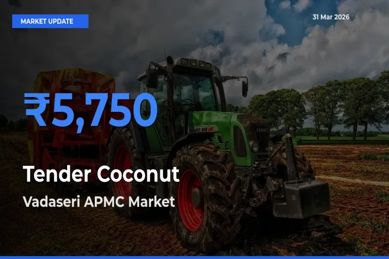 Tender Coconut Mandi Rate Today: Vadaseri APMC Tops the List