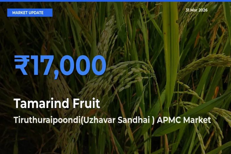 Farmers Prefer Tiruthuraipoondi(Uzhavar Sandhai ) APMC as Tamarind Fruit Hits Highest Rate