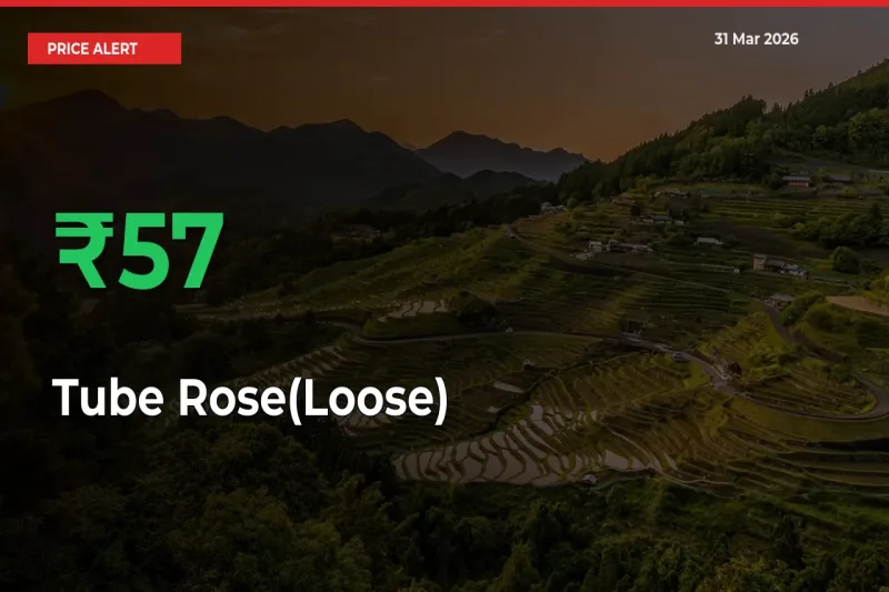 Tube Rose(Loose) Mandi Rate Today: Prices Jump 56.7% at Market