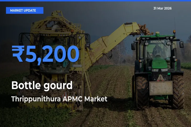 Top Performer! Thrippunithura APMC Offers Best Bottle gourd Price Today