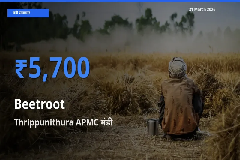Thrippunithura APMC मंडी में आज चुकंदर के सबसे ऊँचे दाम दर्ज