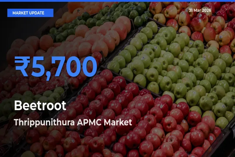 Top Performer! Thrippunithura APMC Offers Best Beetroot Price Today