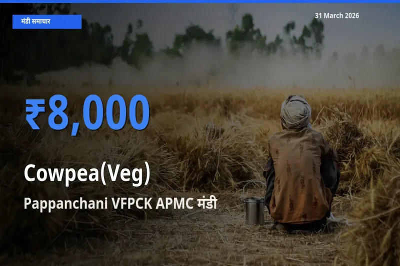 31 March अपडेट: लोबिया फली के सबसे ऊँचे दाम Pappanchani VFPCK APMC मंडी में