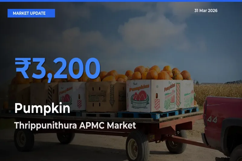 Thrippunithura APMC Offers ₹3,200 – Highest Pumpkin Rate Today