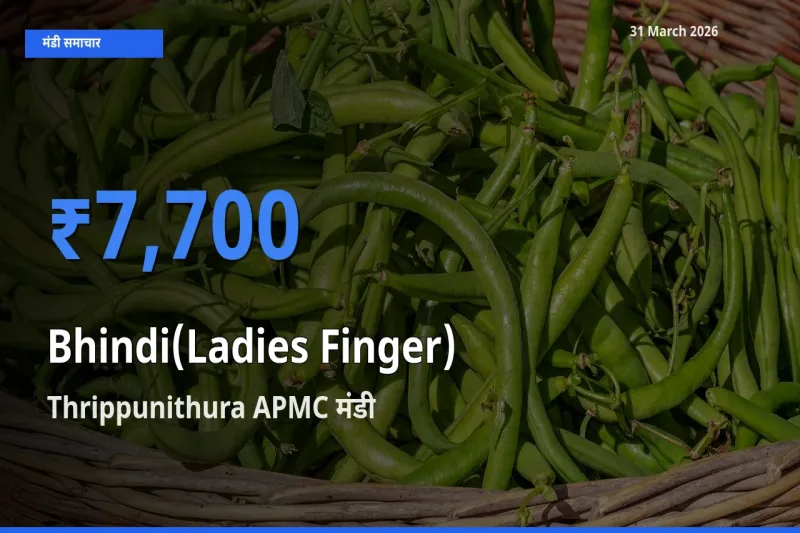 टॉप मंडी बना Thrippunithura APMC! भिंडी के सबसे ऊँचे दाम यहीं दर्ज