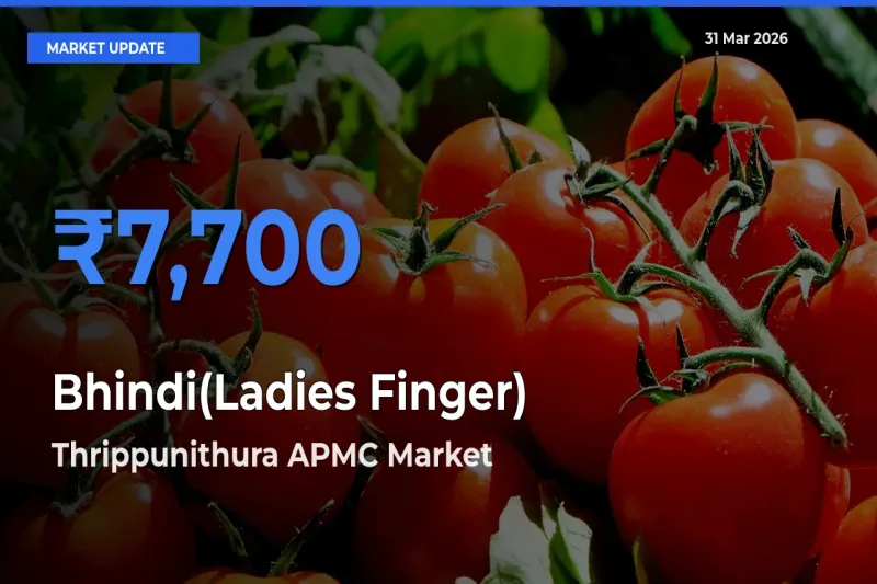 Thrippunithura APMC Tops Bhindi(Ladies Finger) Mandi Rates Today