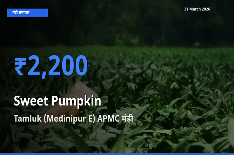 किसानों की पसंद बना Tamluk (Medinipur E) APMC, लाल कद्दू के सबसे अच्छे दाम