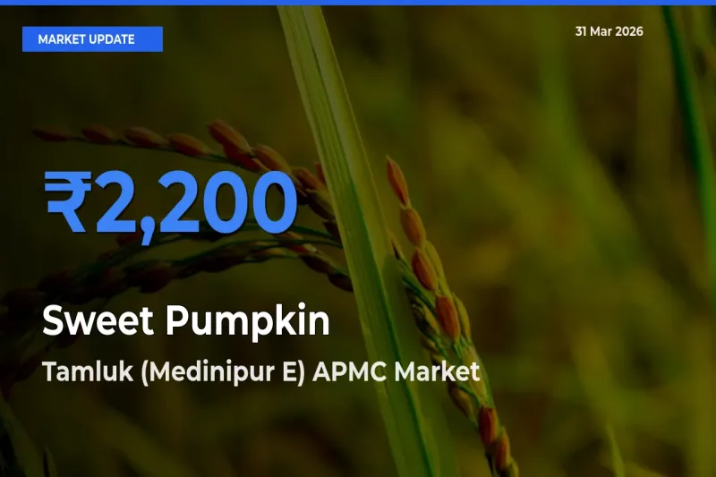 Tamluk (Medinipur E) APMC Leads as Top Mandi for Sweet Pumpkin Prices
