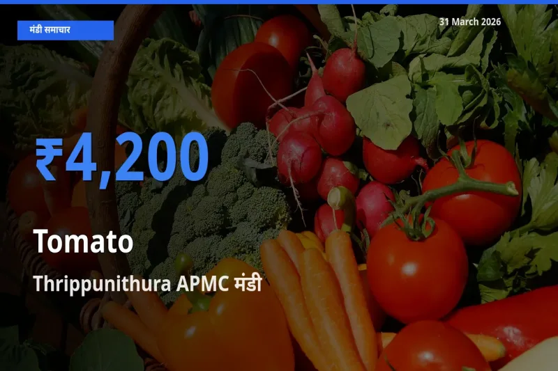 आज टमाटर के सबसे ऊँचे दाम ₹4,200 Thrippunithura APMC मंडी में
