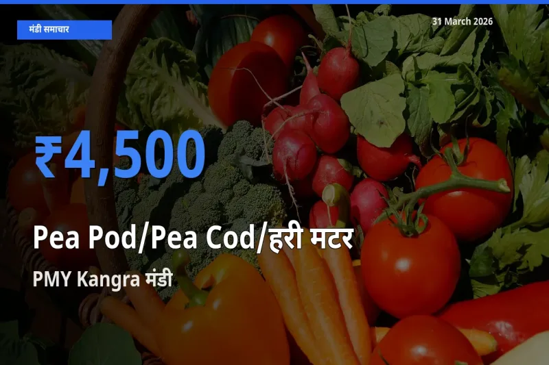 PMY Kangra में मटर की फली का आज सबसे ऊँचा भाव