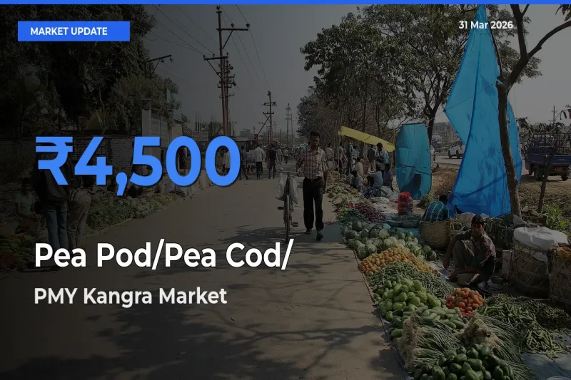 PMY Kangra Leads as Top Mandi for Pea Pod/Pea Cod/हरी मटर Prices