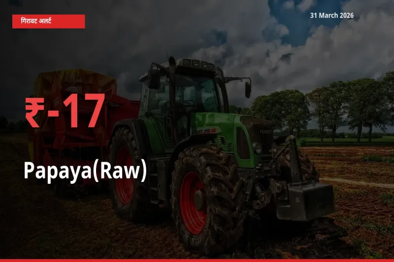 17.44% की गिरावट! मंडी में पपीता (कच्चा) के दाम अचानक टूटे
