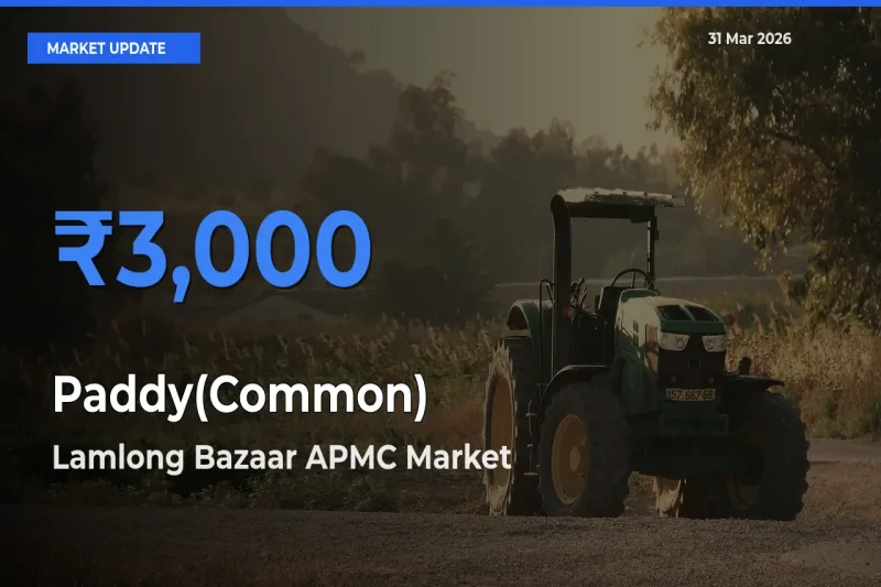 Top Performer! Lamlong Bazaar APMC Offers Best Paddy(Common) Price Today
