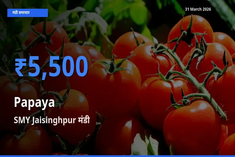 किसानों की पसंद बना SMY Jaisinghpur, पपीता के सबसे अच्छे दाम