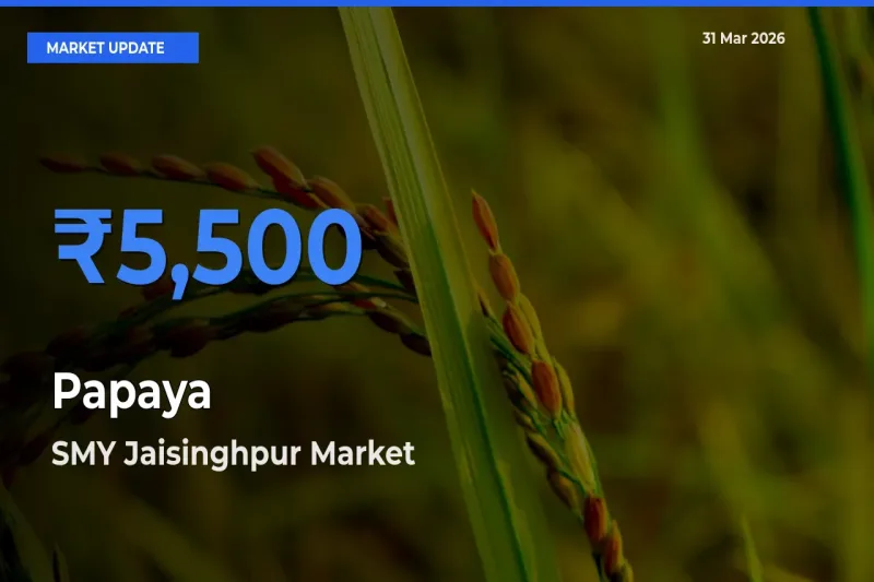 SMY Jaisinghpur Offers ₹5,500 – Highest Papaya Rate Today