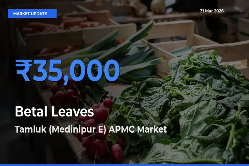Tamluk (Medinipur E) APMC Offers ₹35,000 – Highest Betal Leaves Rate Today