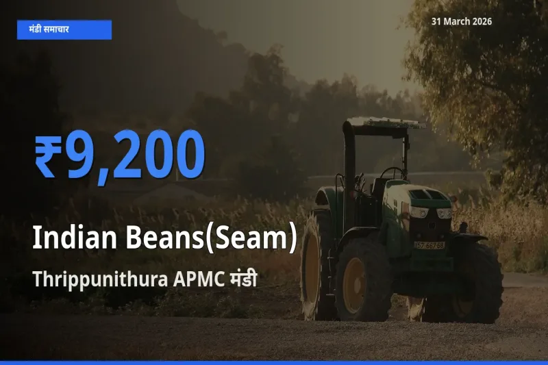 आज का मंडी भाव: सेम (देशी) के सबसे ज़्यादा दाम Thrippunithura APMC में