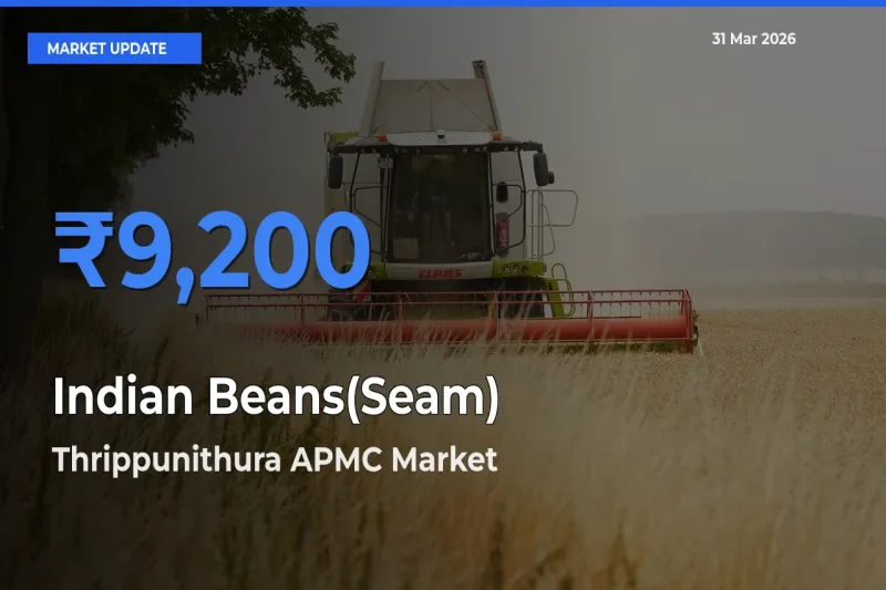 Market Watch: Thrippunithura APMC Becomes Top Mandi for Indian Beans(Seam)