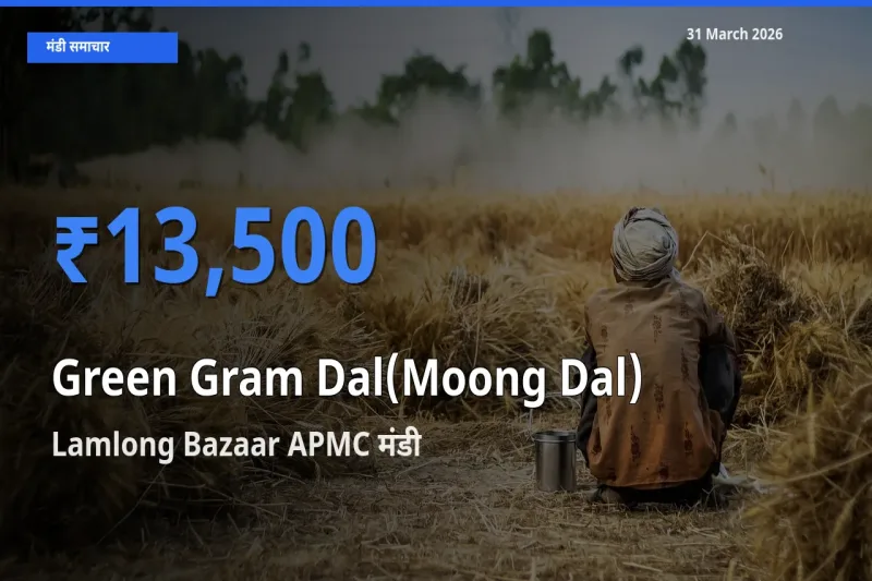 Lamlong Bazaar APMC मंडी में आज मूंग दाल के सबसे ऊँचे दाम दर्ज