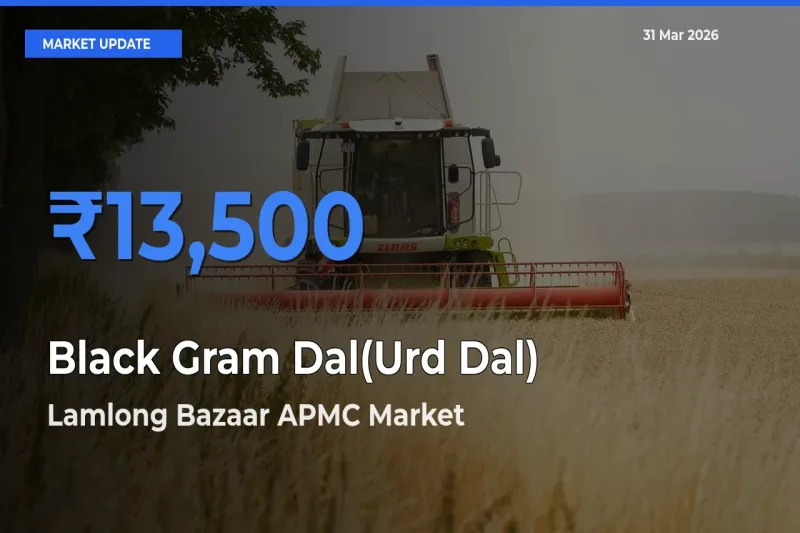 Farmers Prefer Lamlong Bazaar APMC as Black Gram Dal(Urd Dal) Hits Highest Rate