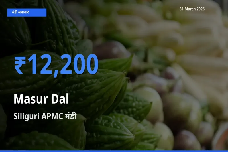 आज का मंडी भाव: मसूर दाल के सबसे ज़्यादा दाम Siliguri APMC में