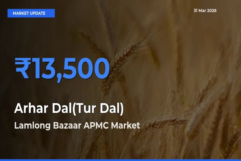 Lamlong Bazaar APMC Offers ₹13,500 – Highest Arhar Dal(Tur Dal) Rate Today